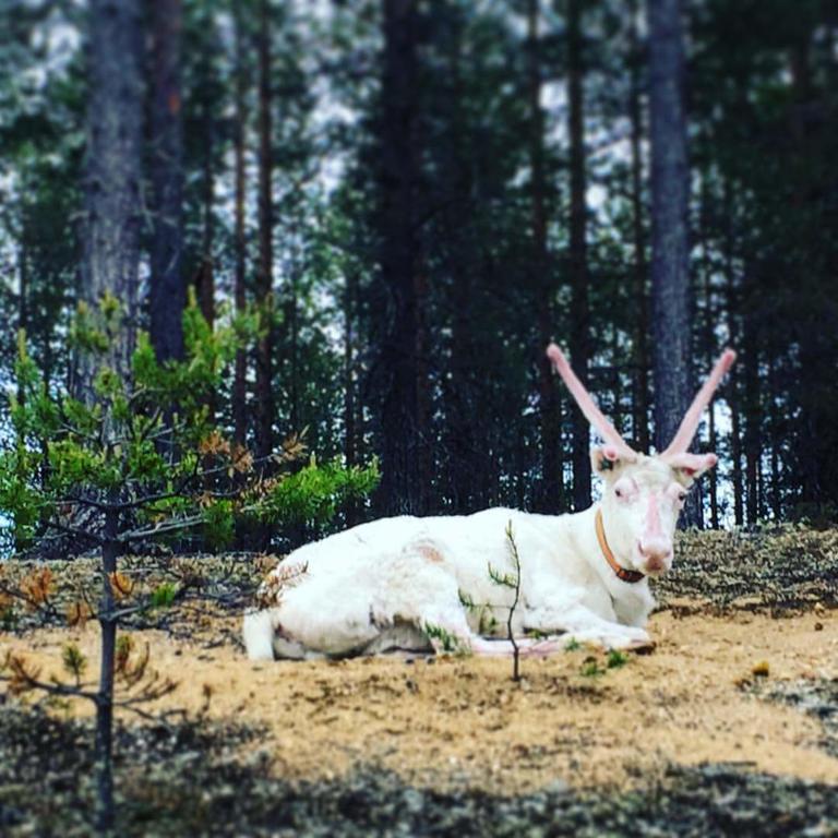 Pyhaen Kortepuolukka Pyhätunturi Eksteriør billede